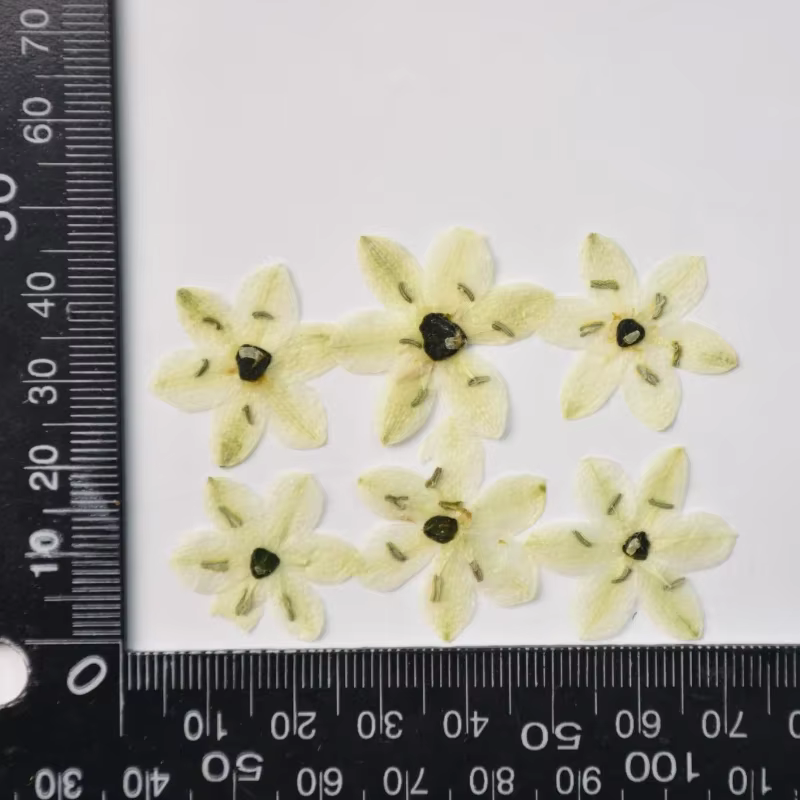Pétales de fleurs séchées PMurcia pour bricolage, bijoux, marque-page, cadre photo, étui de téléphon