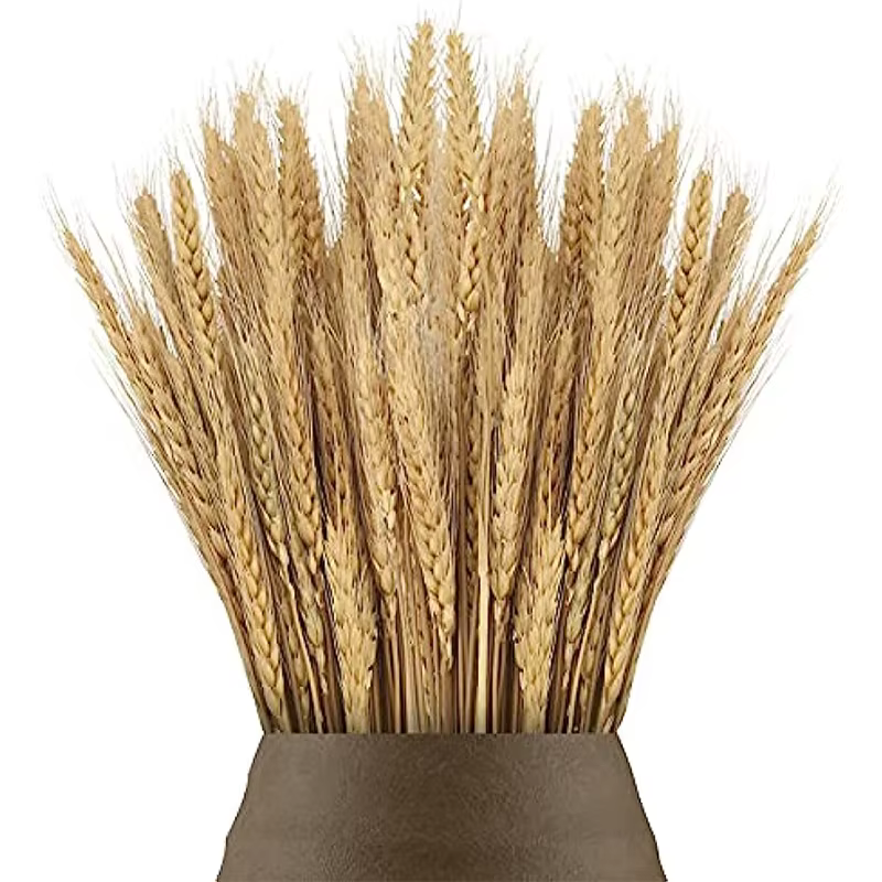 Pointes de blé séchées naturelles pour la décoration, bouquet de fleurs, décoration de table de mais