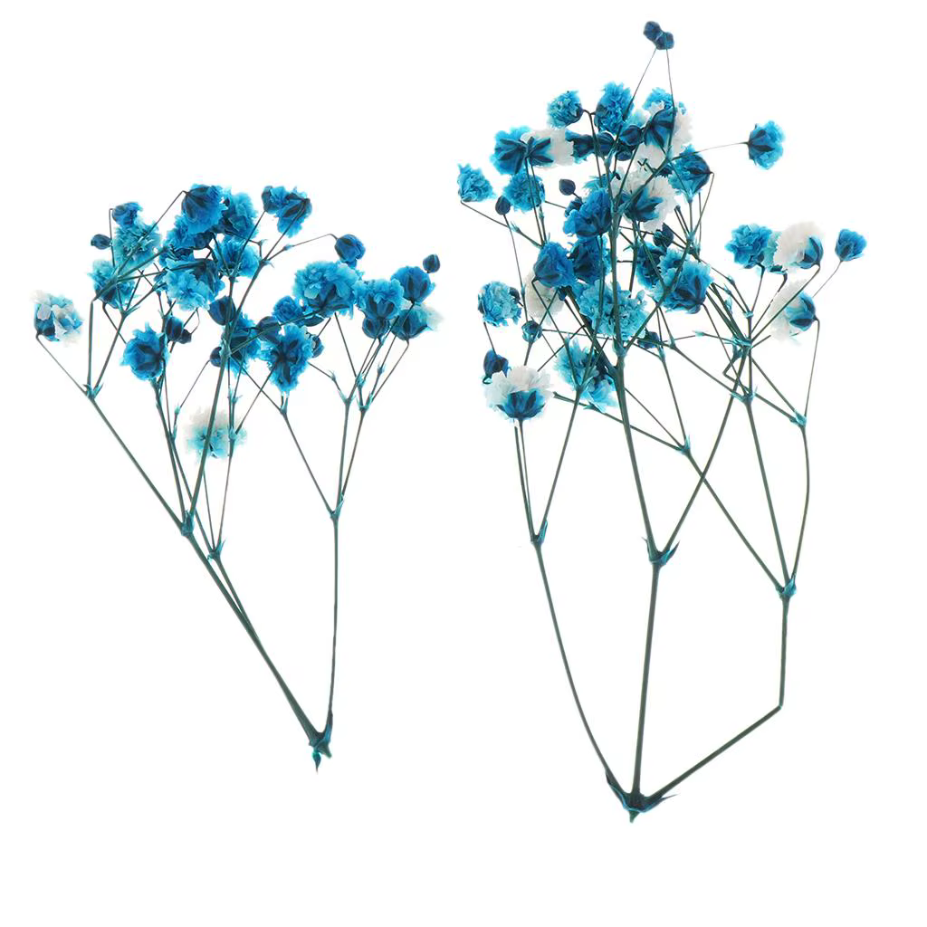 Fleurs séchées pressées réelles pour fournitures artisanales, fabrication de cartes faites main, art